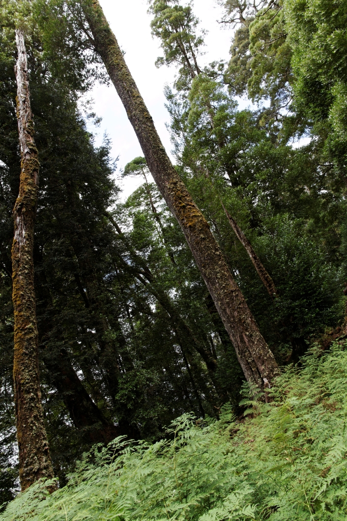 19 - Lake St Clair NP (11).jpg